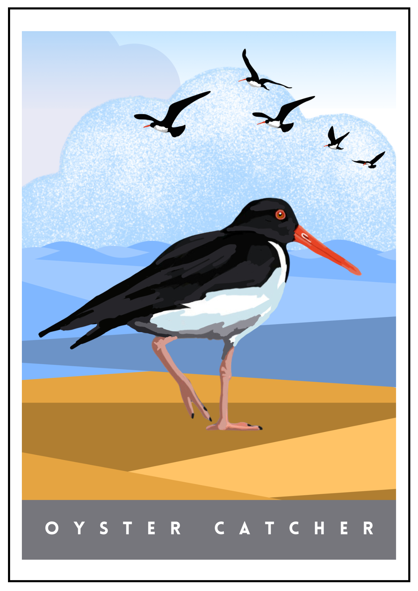 Oyster catcher