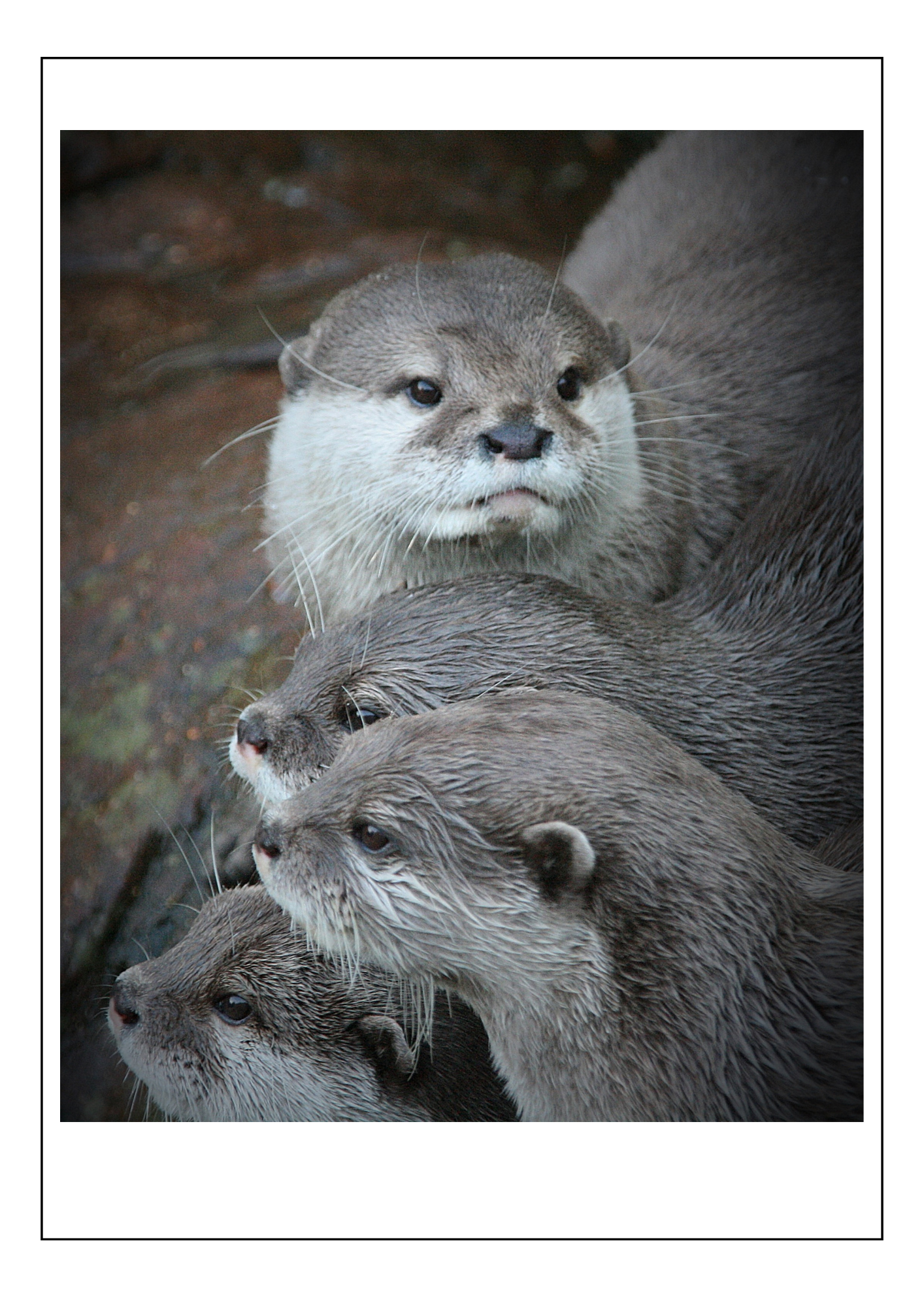 Otters
