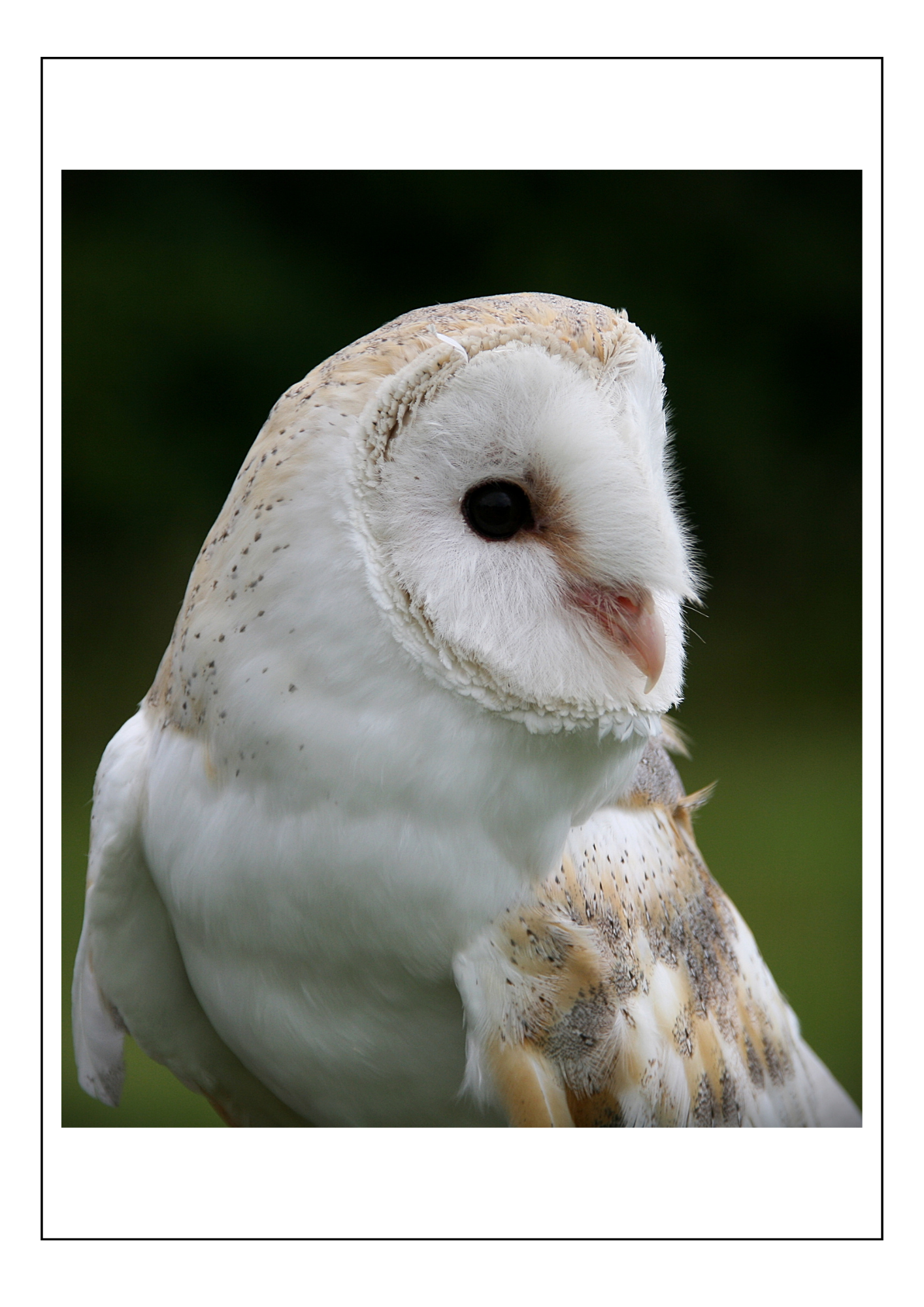 Barn Owl