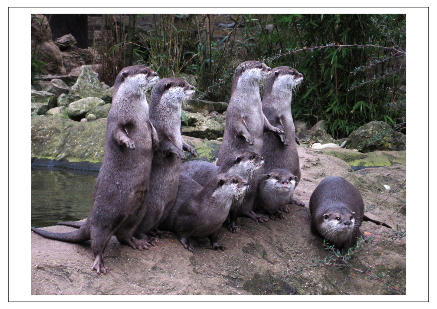 Curious otters