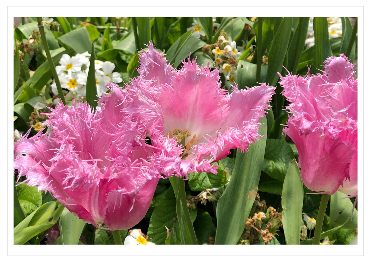 Fringe tulips