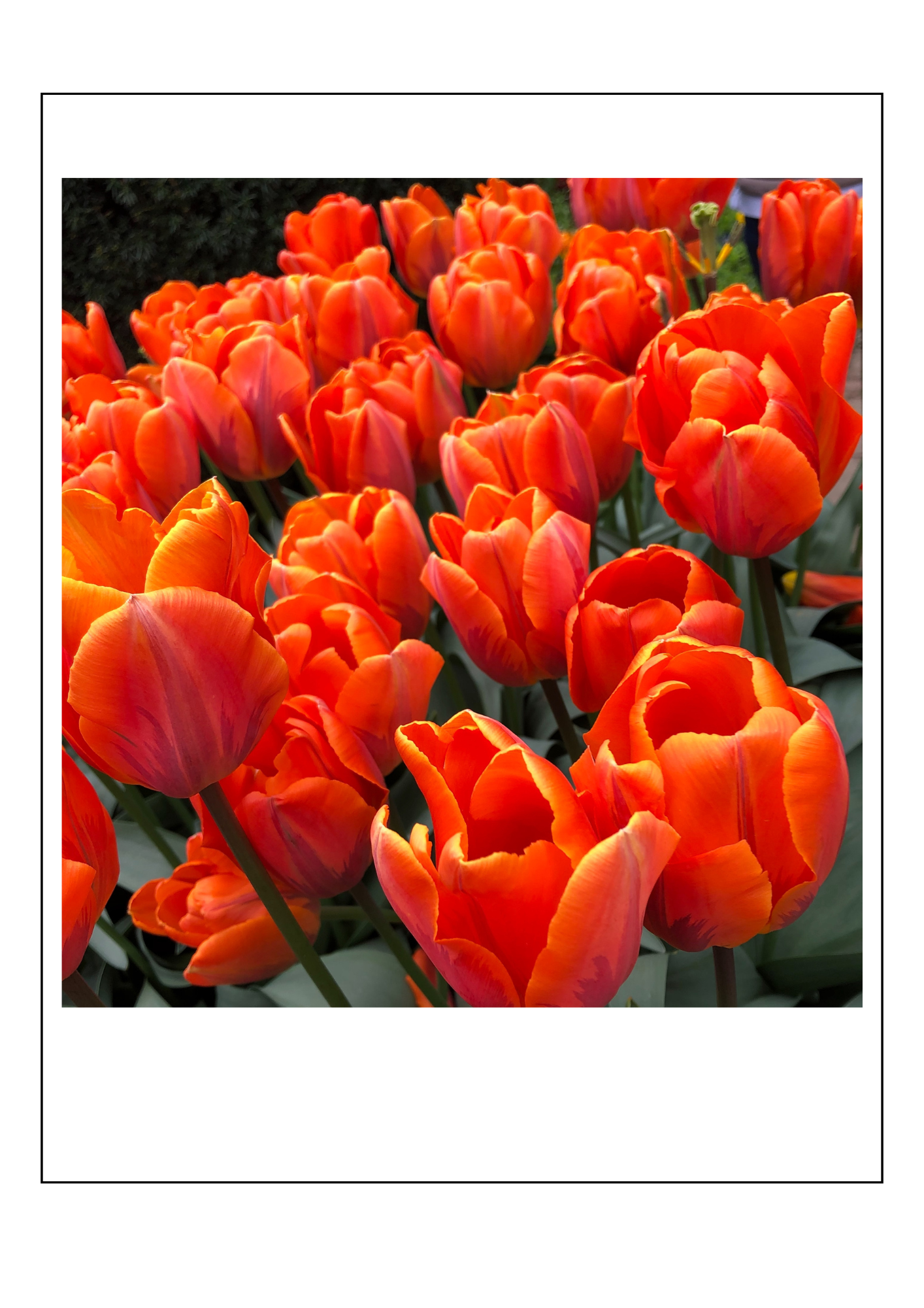 Tulips