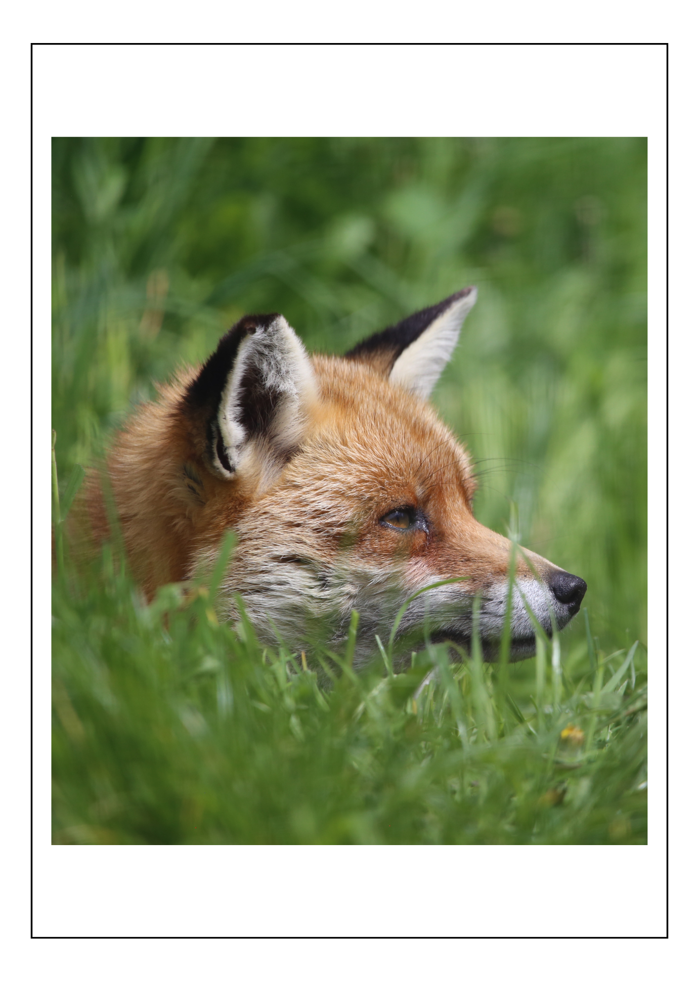 Fox 2
