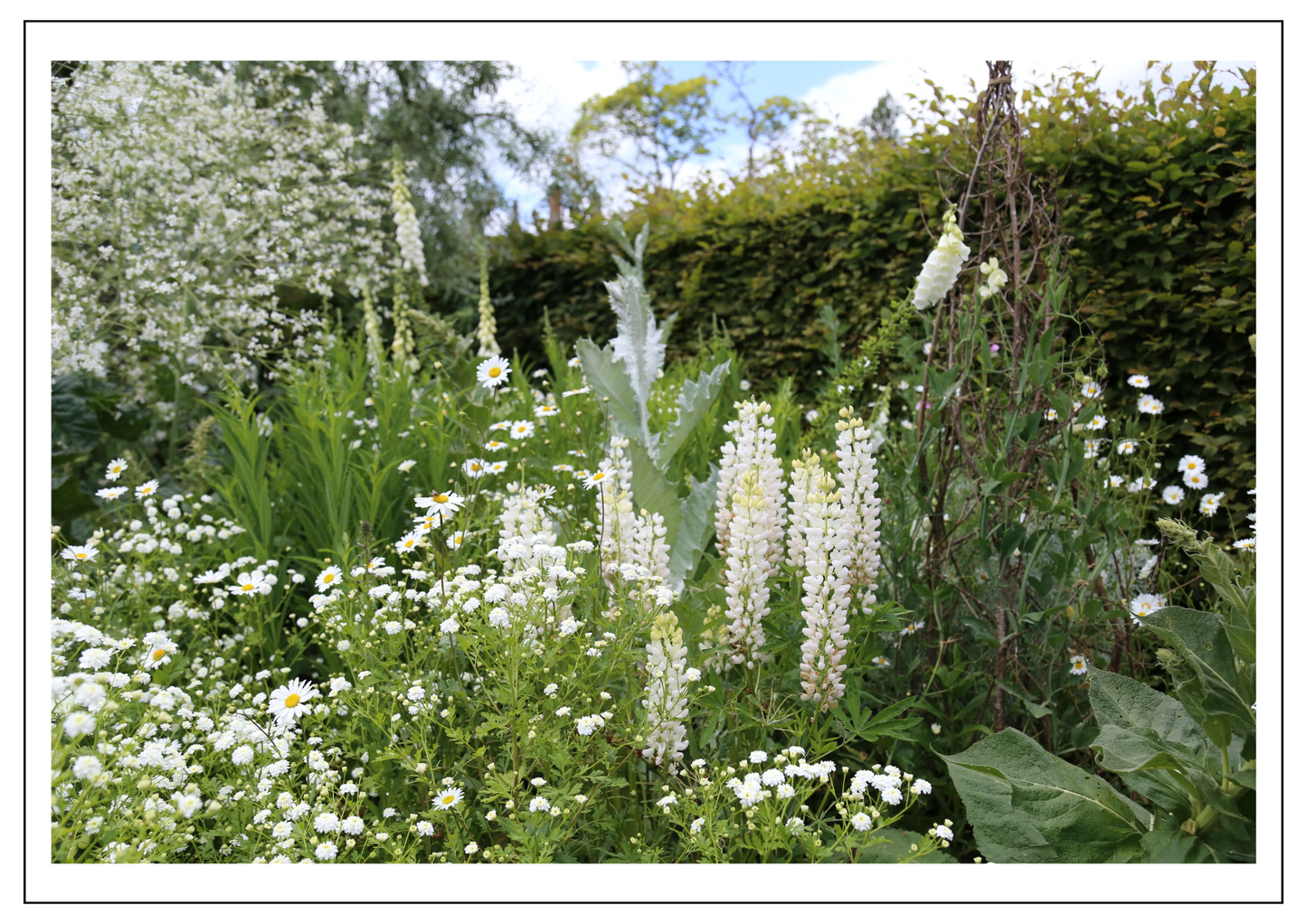 Sissinghurst white garden