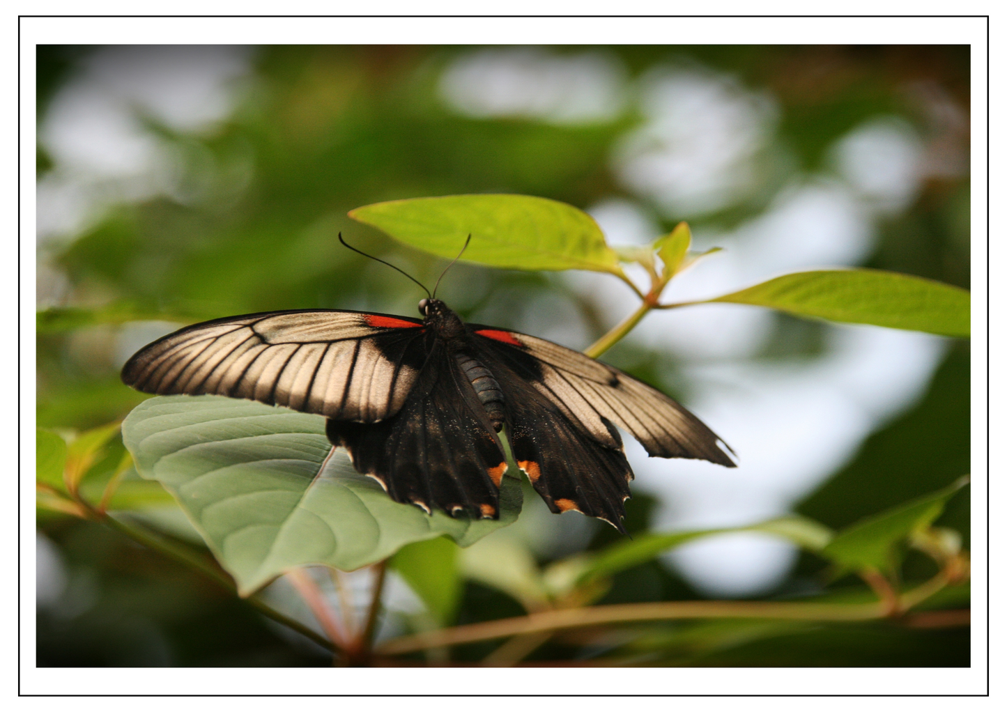 Butterfly