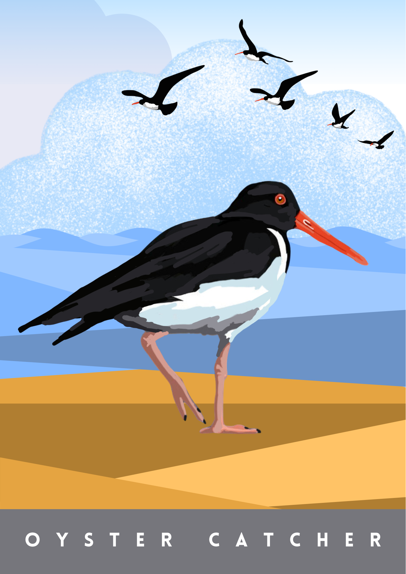 Oyster Catcher
