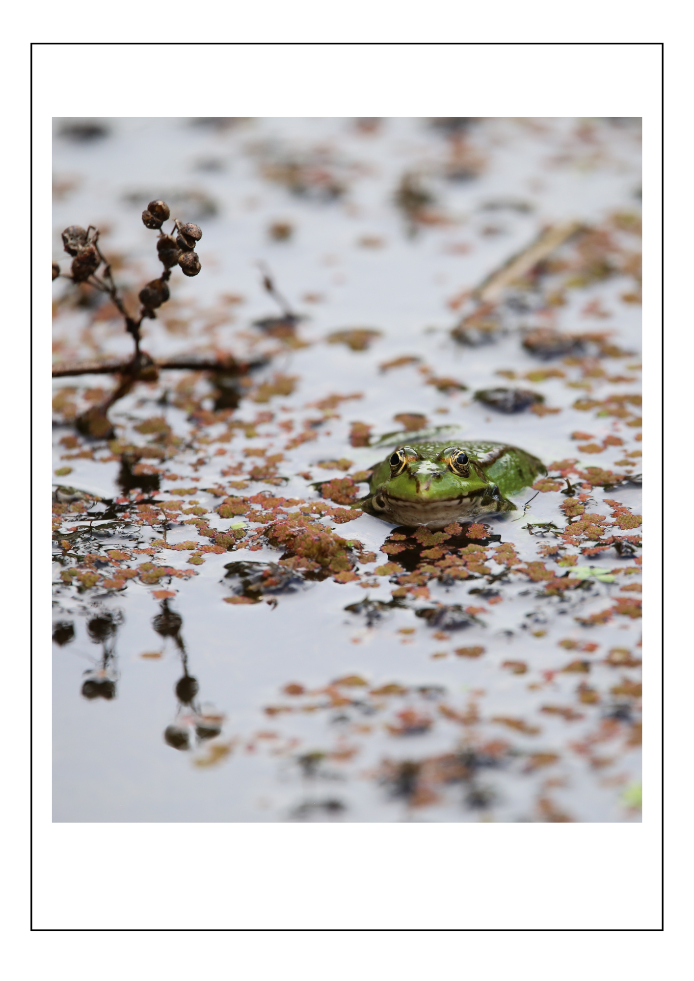 Frog 2