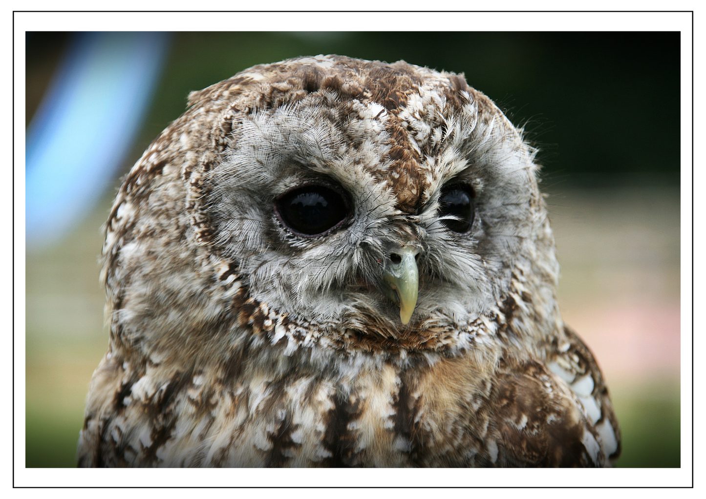 Tawny Owl