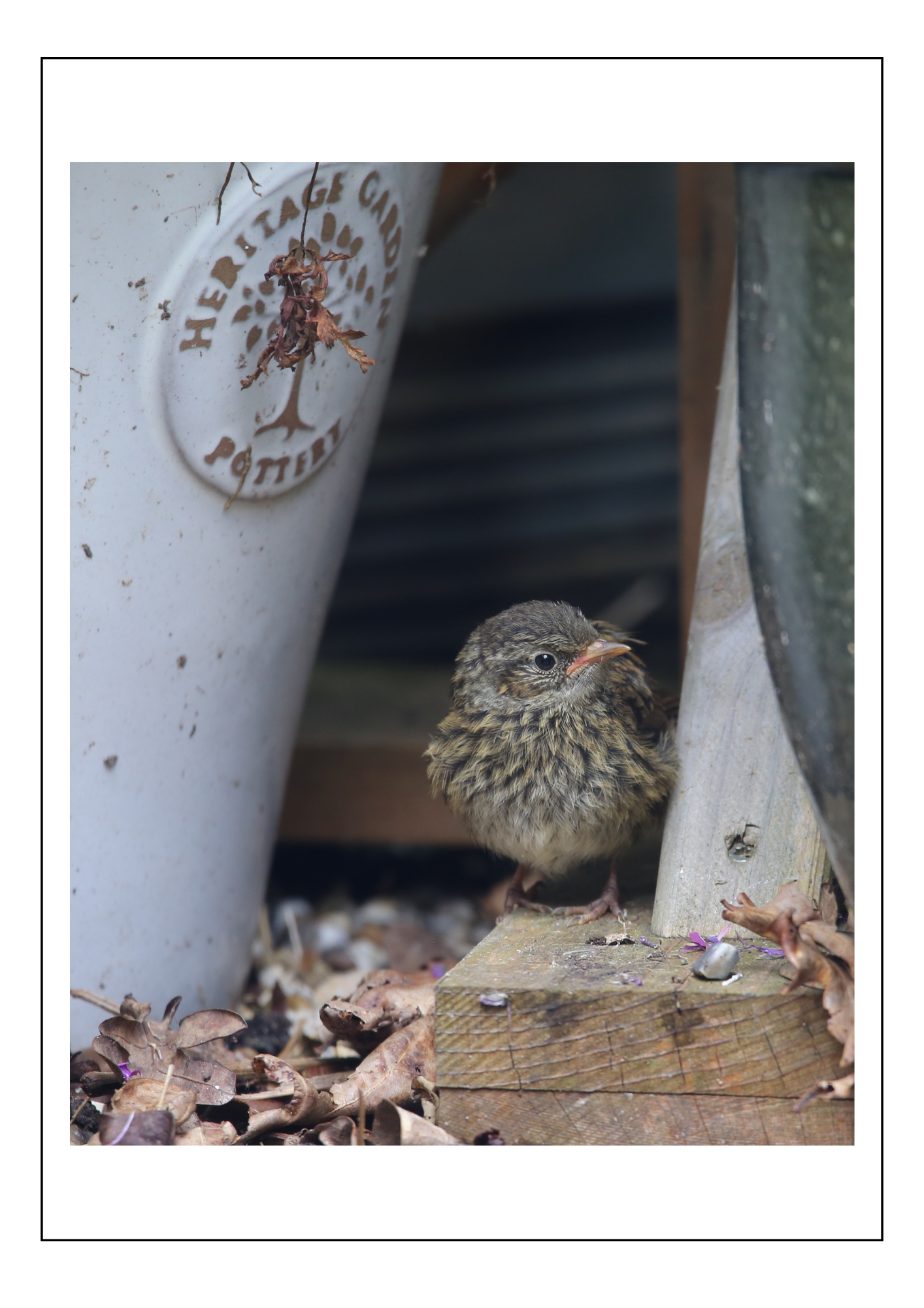 Dunnock juvenile 2