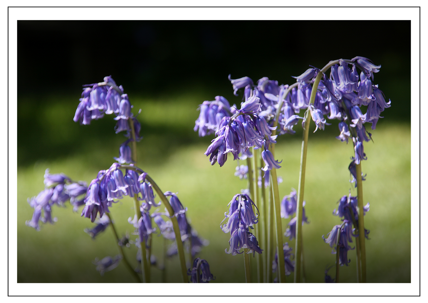 Bluebells