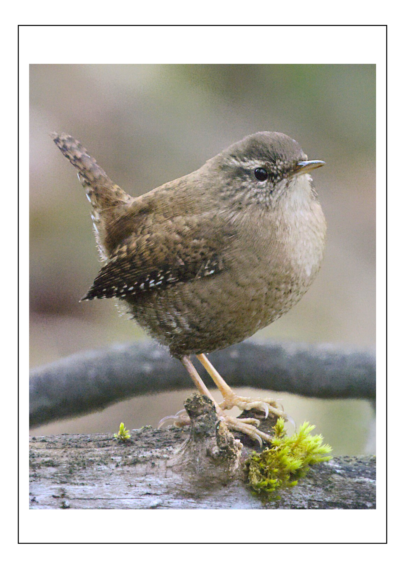 Wren 2