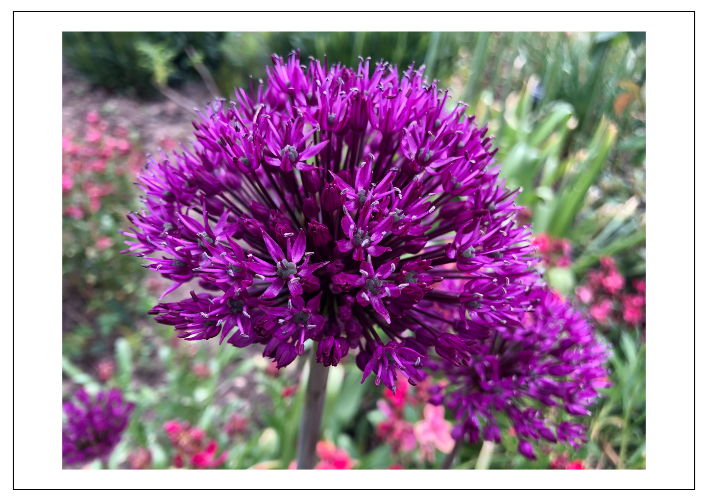 Allium