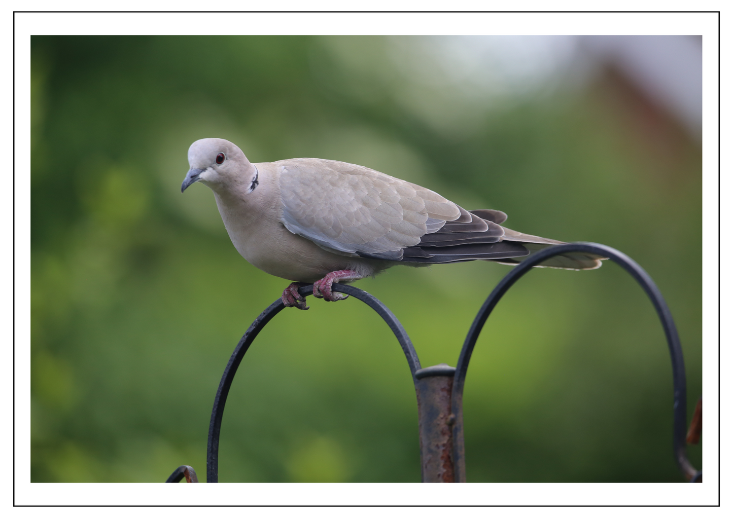 Collared Dove