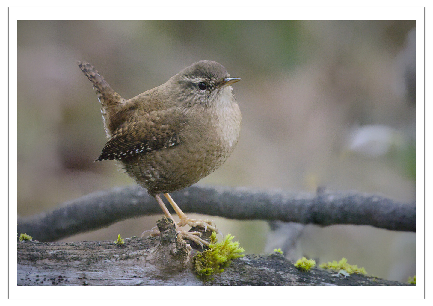 Wren