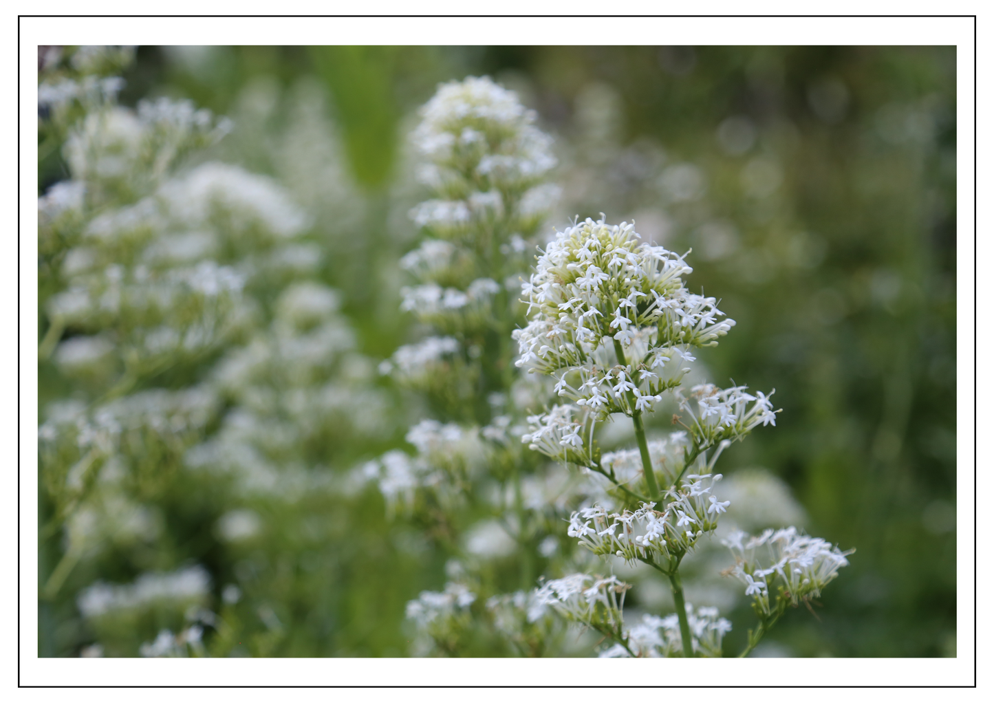 Sissinghurst white garden 2