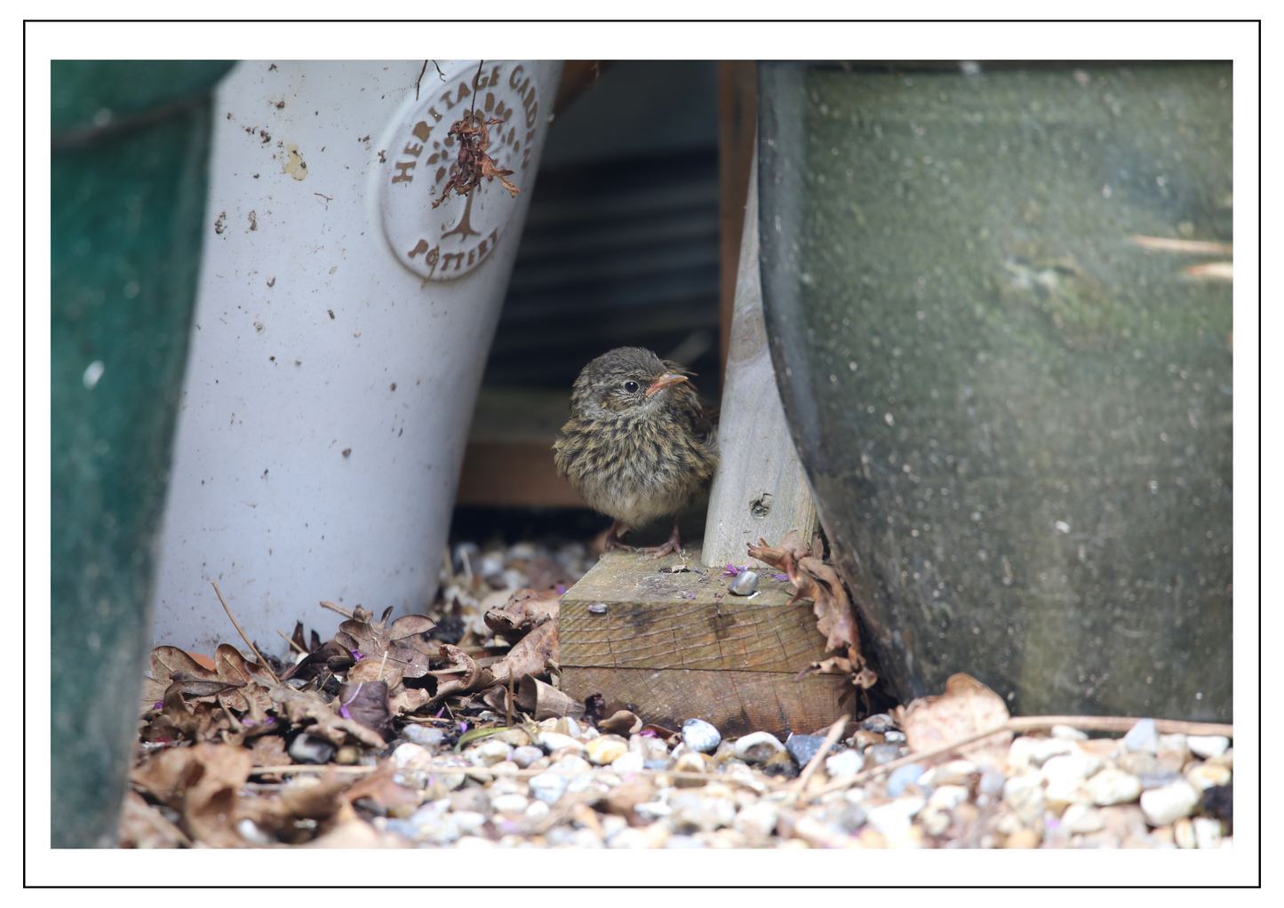 Dunnock juvenile