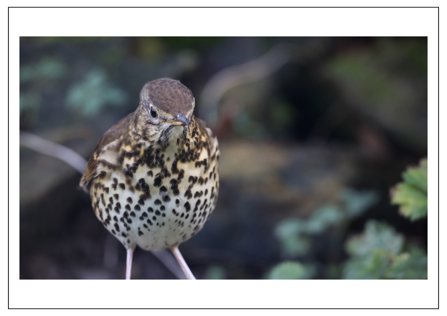 Song Thrush