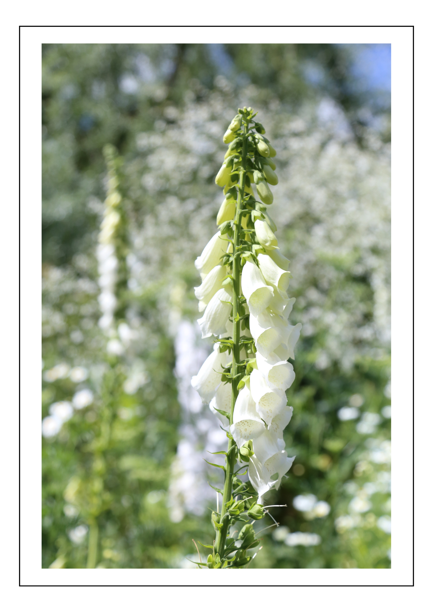 Sissinghurst White Garden foxglove
