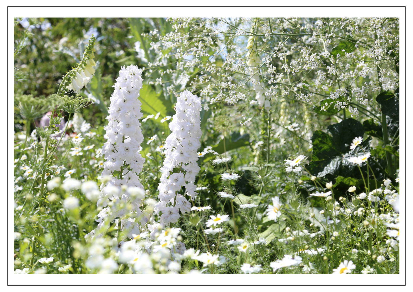 Sissinghurst Castle White Garden 3