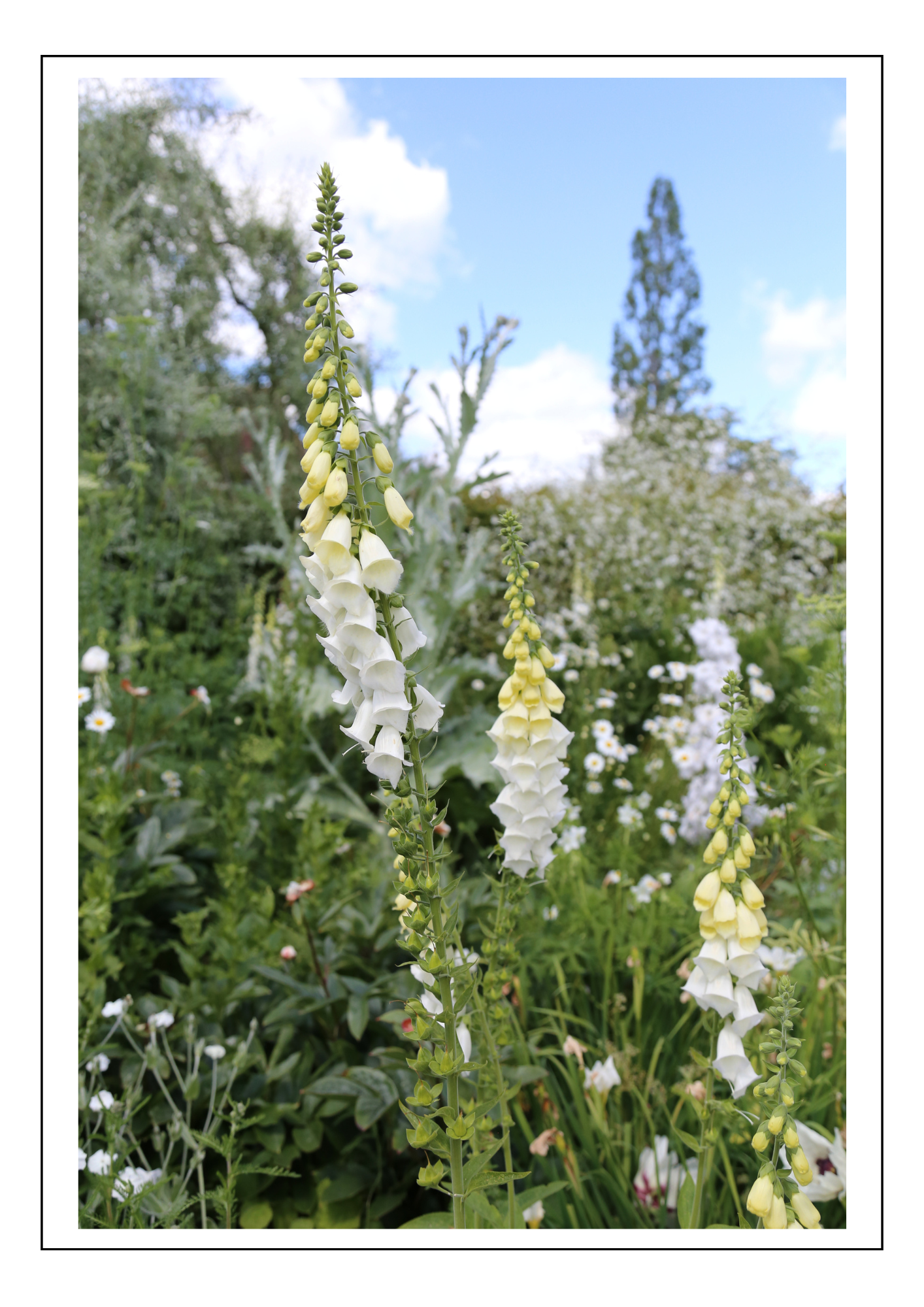 Foxgloves at Sissinghurst