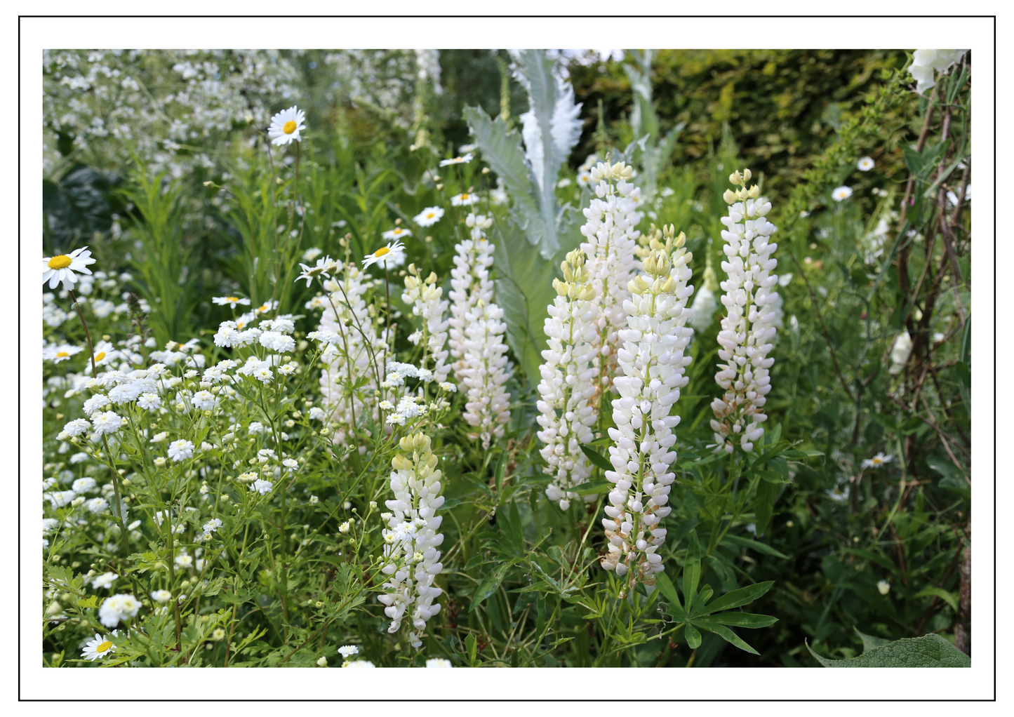 Sissinghurst Castle White Garden 4