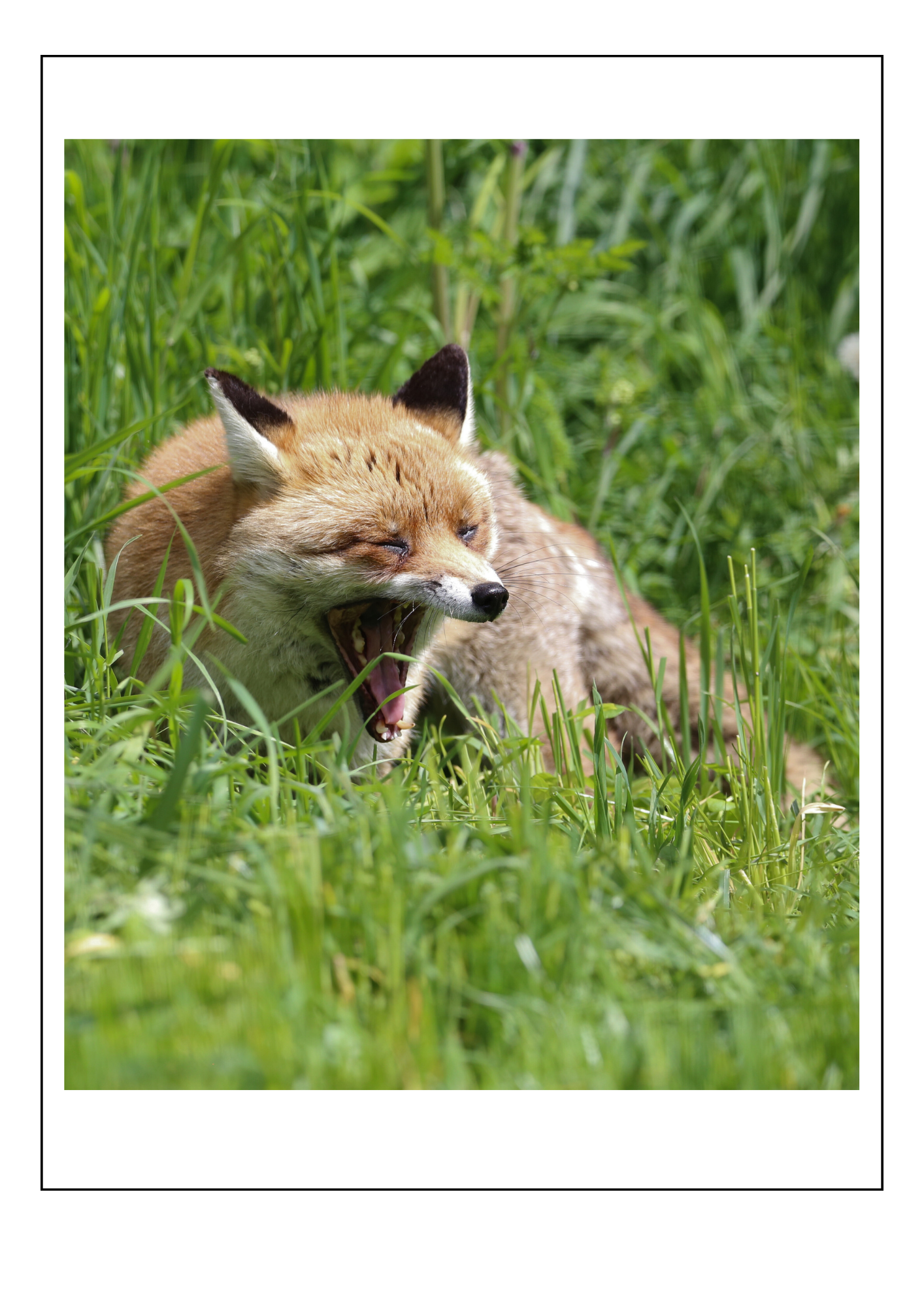 Sleepy fox