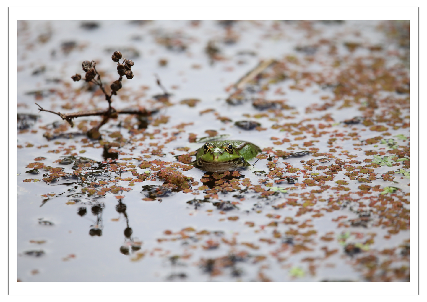 Frog
