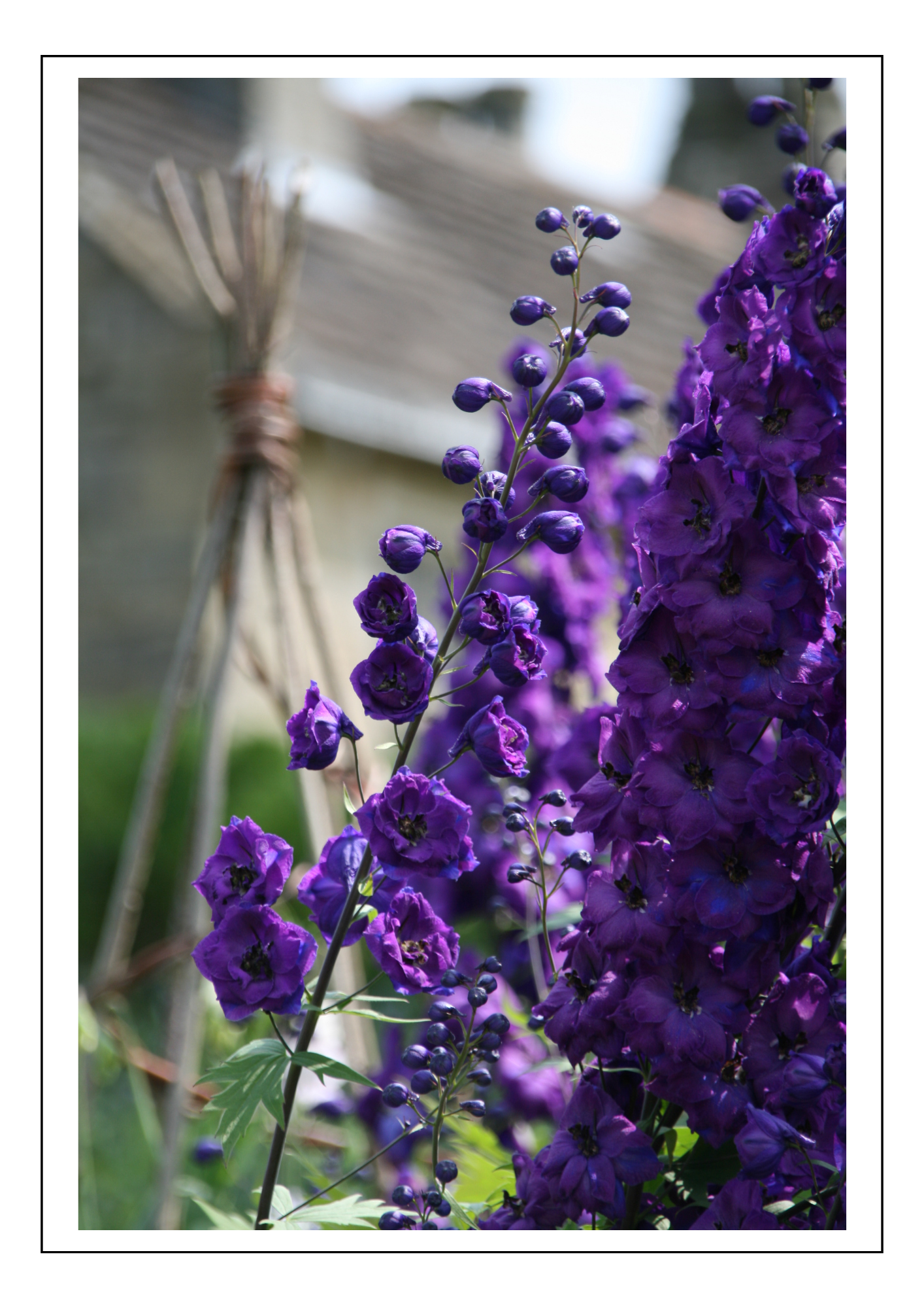 Delphinium
