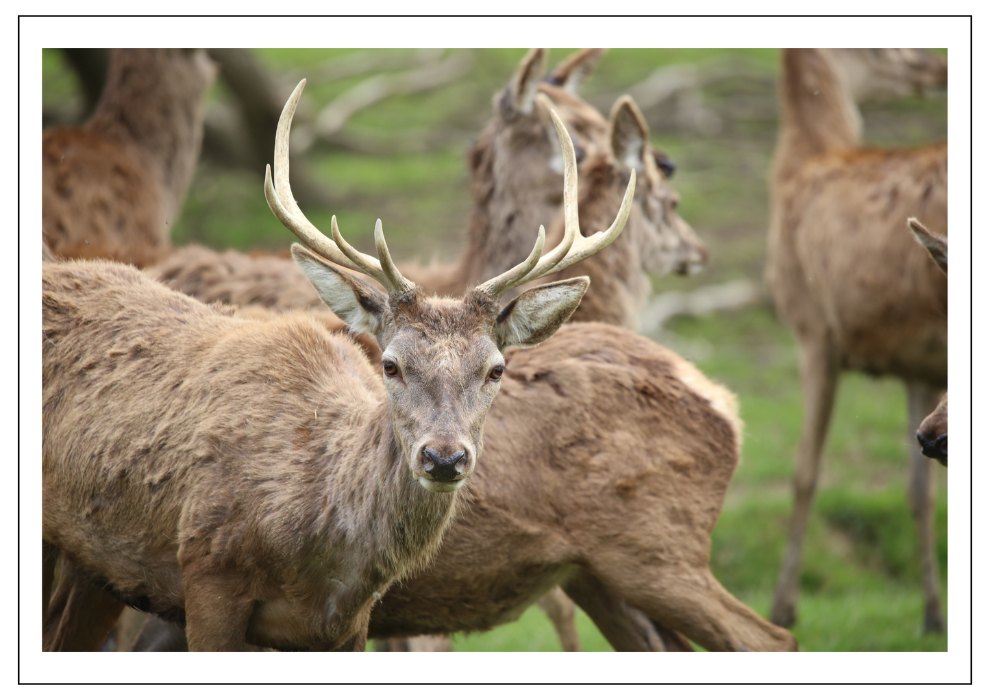 Red deer