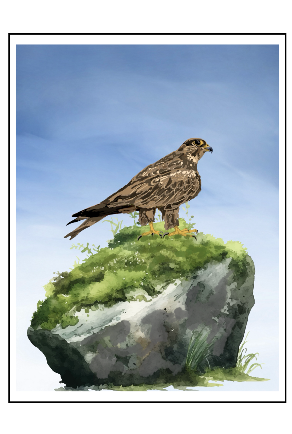 Greetings card - "Buzzard"